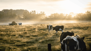 Koeien in weiland bij ochtend opkomst